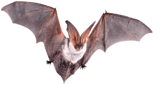 a flying bat